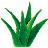 質(zhì)優(yōu)價(jià)廉的蘆薈提取物，蘆薈甙，植物提取物