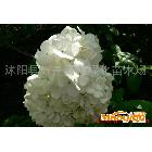供應基地紅花繡球、斗球