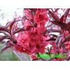 河北紅葉碧桃低價(jià)出售，定州優(yōu)質(zhì)紅葉碧桃供應(yīng)