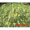 河北定州迎春花，迎春花優(yōu)質(zhì)供應(yīng)商，迎春花小苗