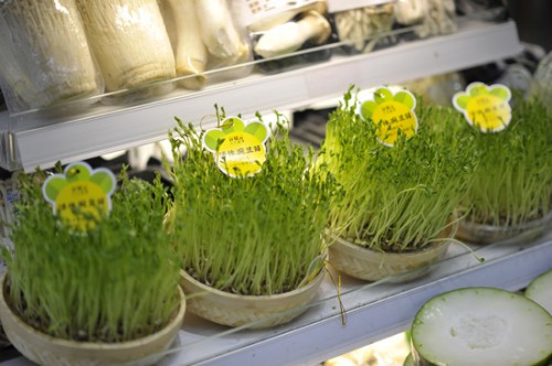 陳倉(cāng)芽苗菜有機(jī)蔬菜加盟條件