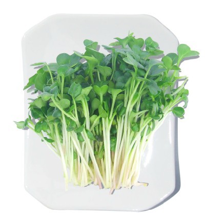 天長芽苗菜綠色蔬菜要不要加盟